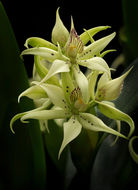 Image of Prosthechea fragrans (Sw.) W. E. Higgins