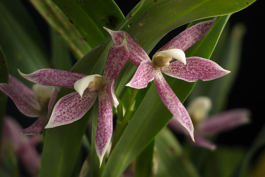 Image of Prosthechea garciana (Garay & Dunst.) W. E. Higgins