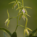 Image of Prosthechea ionocentra (Rchb. fil.) W. E. Higgins