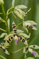 Image de Prosthechea prismatocarpa (Rchb. fil.) W. E. Higgins