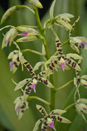 Image de Prosthechea prismatocarpa (Rchb. fil.) W. E. Higgins