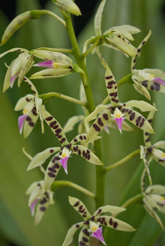 Image de Prosthechea prismatocarpa (Rchb. fil.) W. E. Higgins