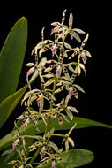 Image de Prosthechea prismatocarpa (Rchb. fil.) W. E. Higgins