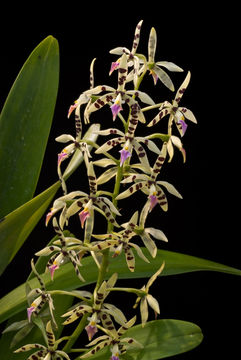 Image of Prosthechea prismatocarpa (Rchb. fil.) W. E. Higgins