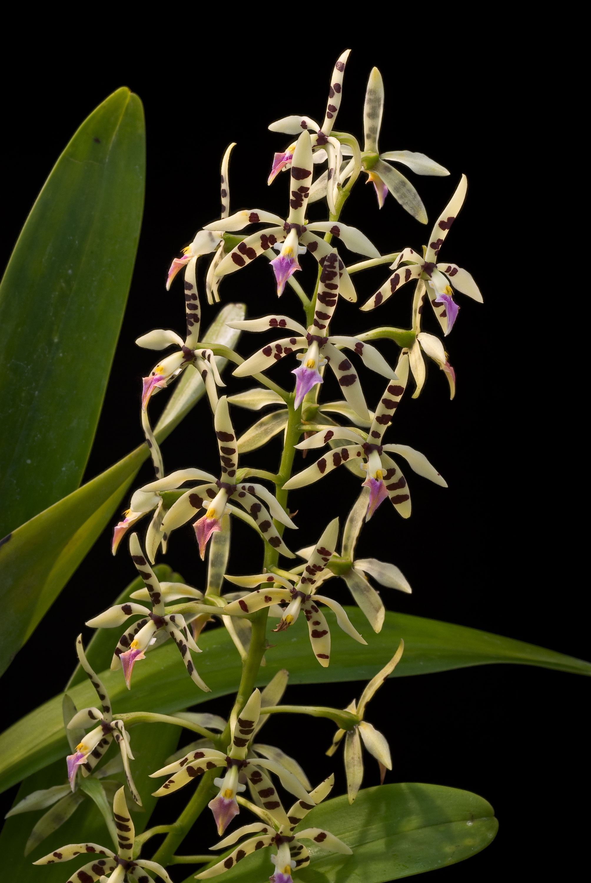 Image de Prosthechea prismatocarpa (Rchb. fil.) W. E. Higgins