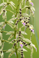 Image de Prosthechea prismatocarpa (Rchb. fil.) W. E. Higgins