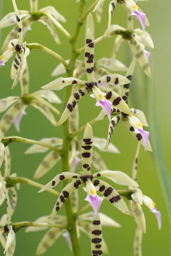 Image of Prosthechea prismatocarpa (Rchb. fil.) W. E. Higgins