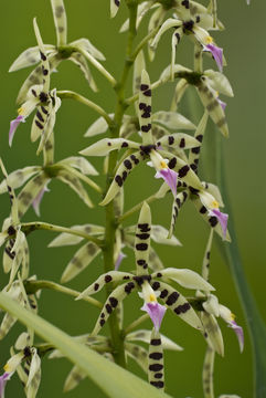 Image of Prosthechea prismatocarpa (Rchb. fil.) W. E. Higgins