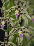 Image de Prosthechea prismatocarpa (Rchb. fil.) W. E. Higgins