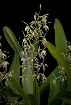 Image of Prosthechea prismatocarpa (Rchb. fil.) W. E. Higgins