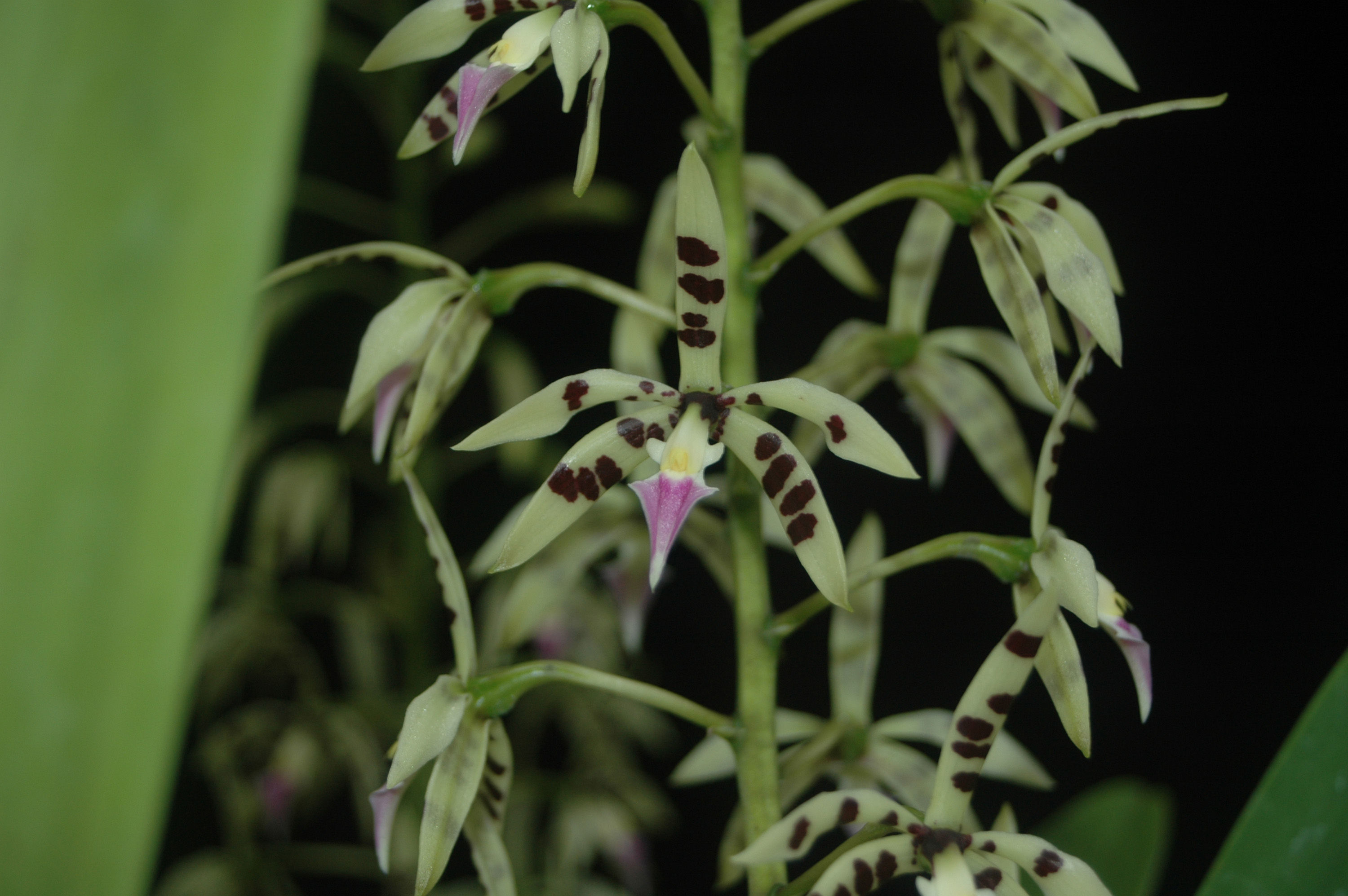 Image de Prosthechea prismatocarpa (Rchb. fil.) W. E. Higgins