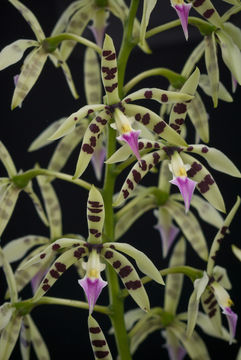 Image de Prosthechea prismatocarpa (Rchb. fil.) W. E. Higgins