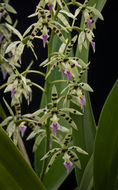 Image de Prosthechea prismatocarpa (Rchb. fil.) W. E. Higgins