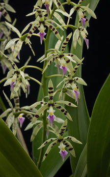 Image of Prosthechea prismatocarpa (Rchb. fil.) W. E. Higgins