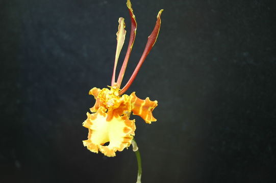 Psychopsis papilio (Lindl.) H. G. Jones的圖片