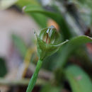 Слика од Pterostylis curta R. Br.