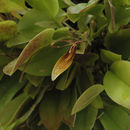 Image of Hairy tongued Restrepia