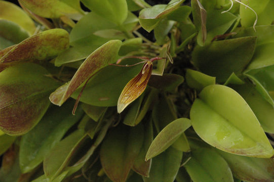 Image of Restrepia