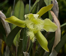 Image of Rhyncholaelia digbyana (Lindl.) Schltr.