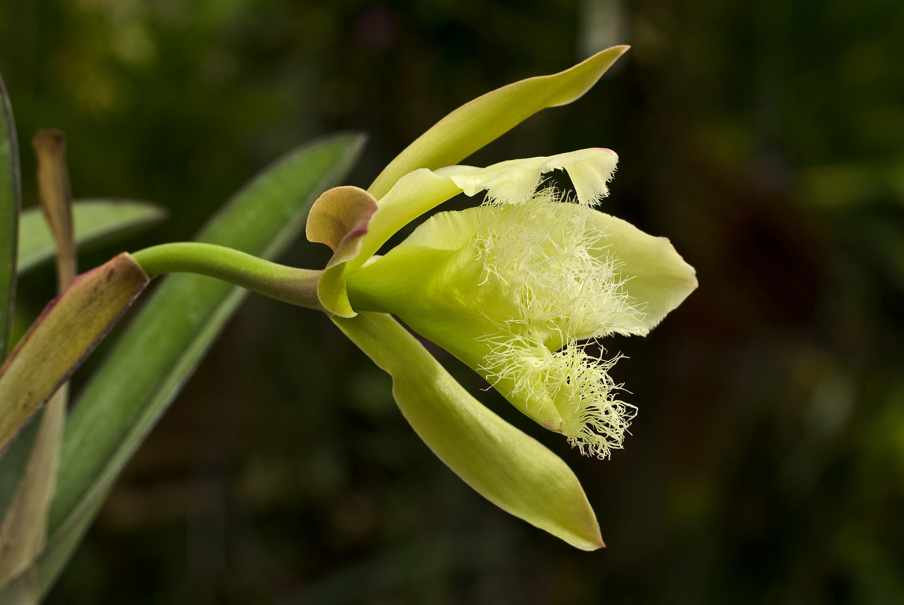 Image of Rhyncholaelia digbyana (Lindl.) Schltr.