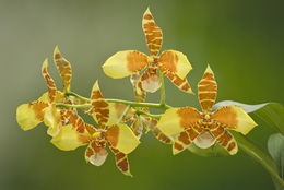 Image of Rossioglossum williamsianum (Rchb. fil.) Garay & G. C. Kenn.
