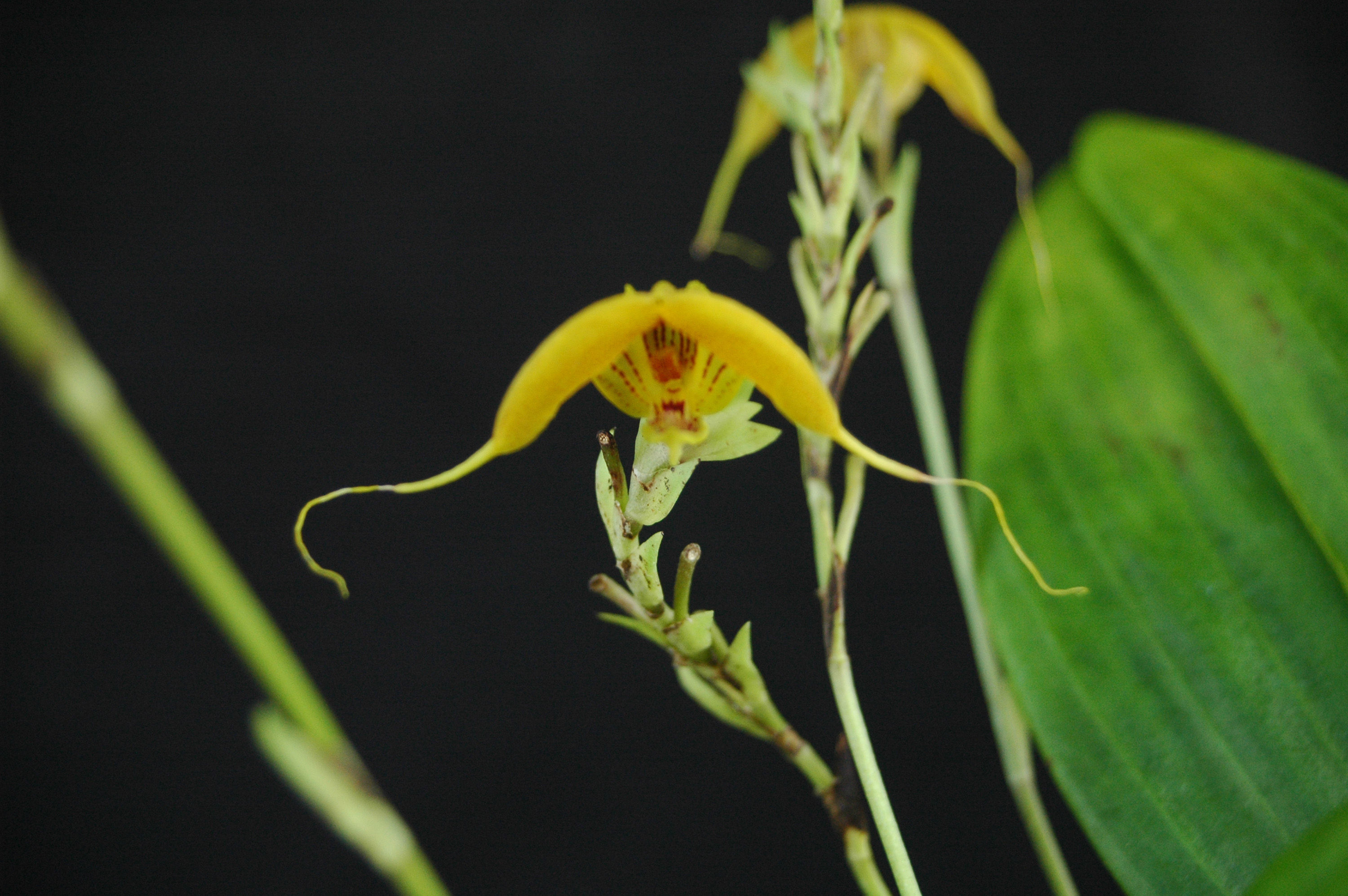 Image of Scaphosepalum decorum Luer & R. Escobar