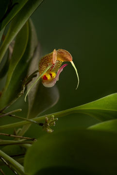 Imagem de Scaphosepalum ursinum Luer