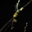 Image de Scaphosepalum verrucosum (Rchb. fil.) Pfitzer