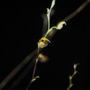 Image of Scaphosepalum verrucosum (Rchb. fil.) Pfitzer