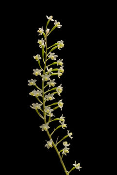 Image of Scaphyglottis micrantha (Lindl.) Ames & Correll