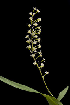 Plancia ëd Scaphyglottis micrantha (Lindl.) Ames & Correll