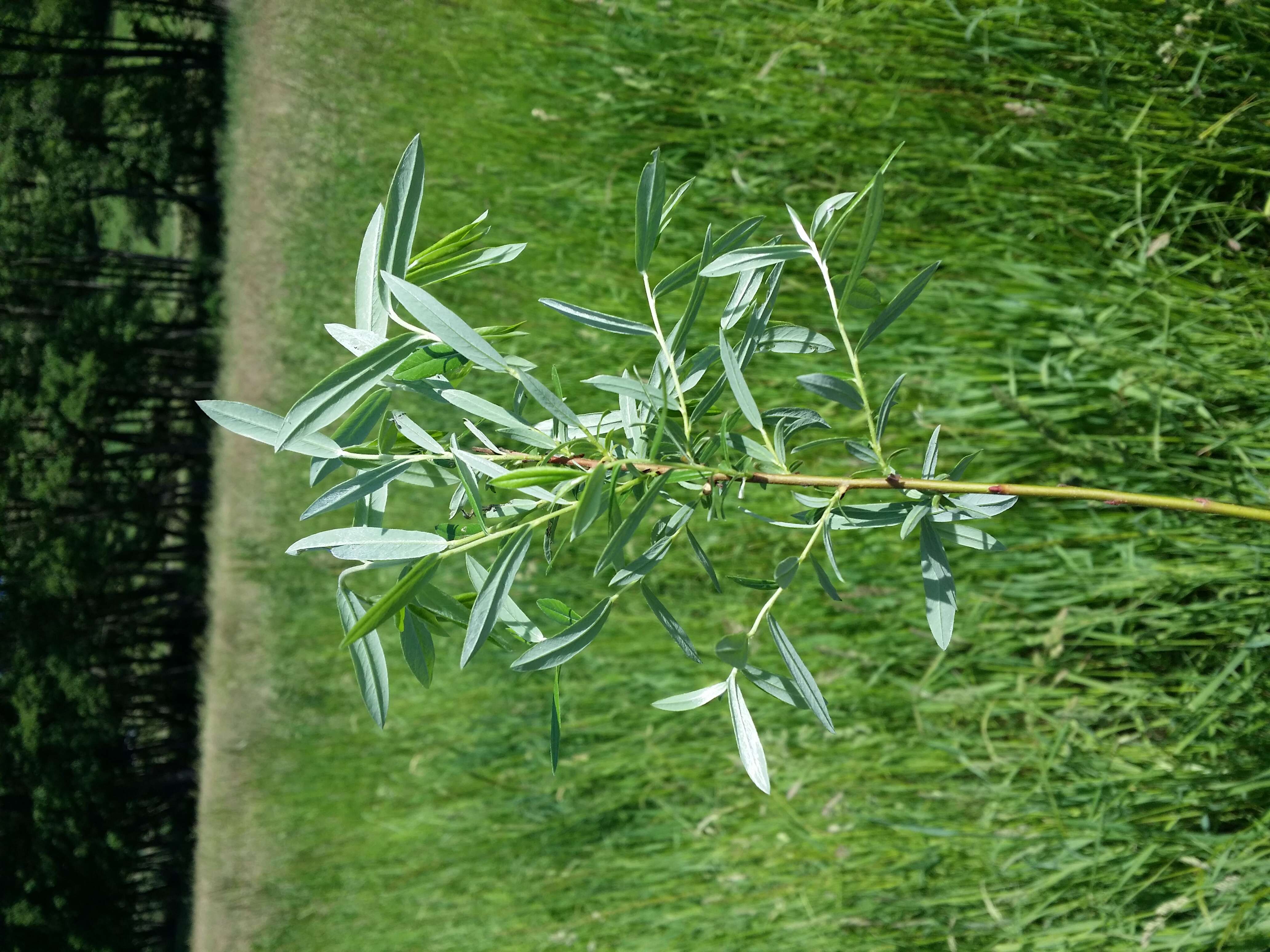 Image of creeping willow