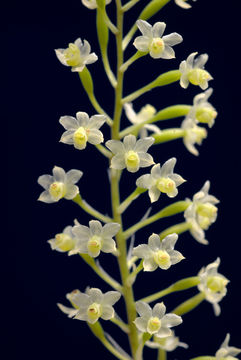 Plancia ëd Scaphyglottis micrantha (Lindl.) Ames & Correll