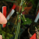 Image of Oncidium amazonicum (Schltr.) M. W. Chase & N. H. Williams
