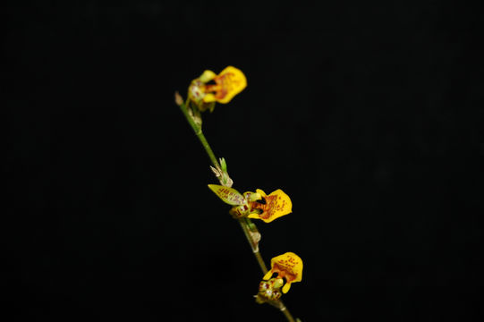 Image of Oncidium eliae (Rolfe) M. W. Chase & N. H. Williams