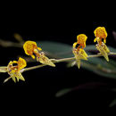 Слика од Oncidium eliae (Rolfe) M. W. Chase & N. H. Williams