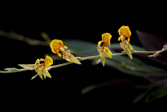 Image of Oncidium eliae (Rolfe) M. W. Chase & N. H. Williams