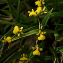 Plancia ëd Oncidium gramineum (Poepp. & Endl.) M. W. Chase & N. H. Williams