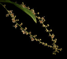 Plancia ëd Oncidium oxyceras (Königer & J. G. Weinm.) M. W. Chase & N. H. Williams