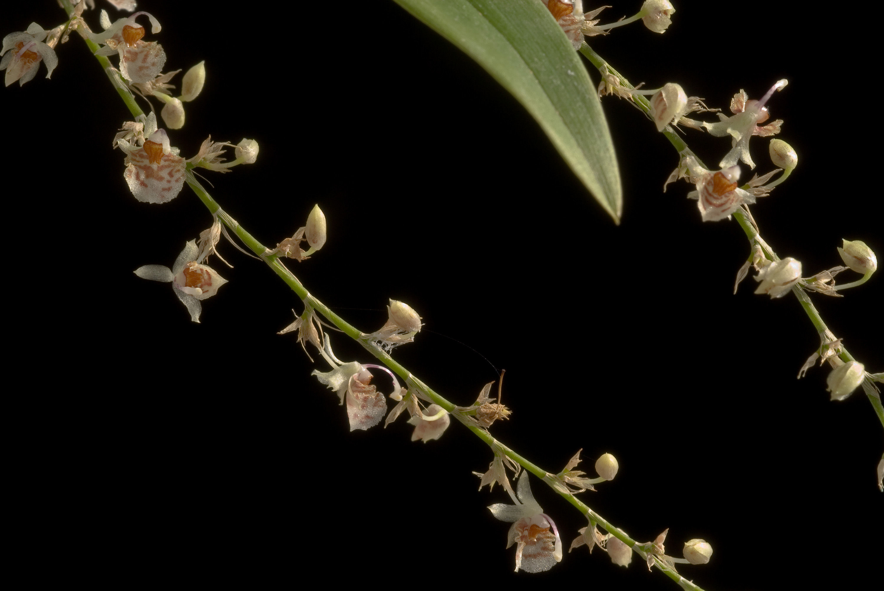 Plancia ëd Oncidium oxyceras (Königer & J. G. Weinm.) M. W. Chase & N. H. Williams