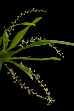 Plancia ëd Oncidium oxyceras (Königer & J. G. Weinm.) M. W. Chase & N. H. Williams