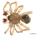 Image of Cicurina robusta Simon 1886