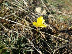 Image of star of Bethlehem