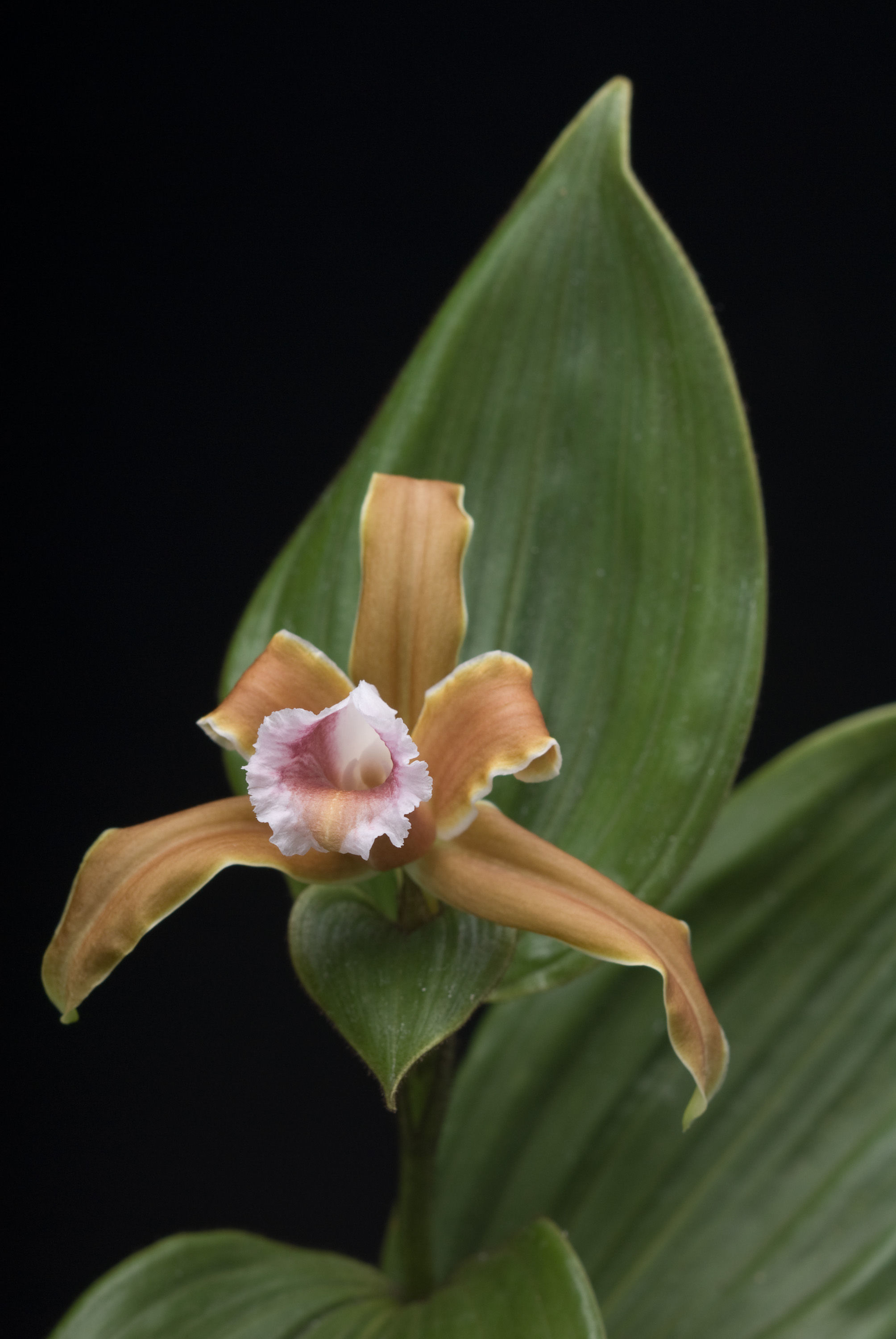 Image of Sobralia atropubescens Ames & C. Schweinf.