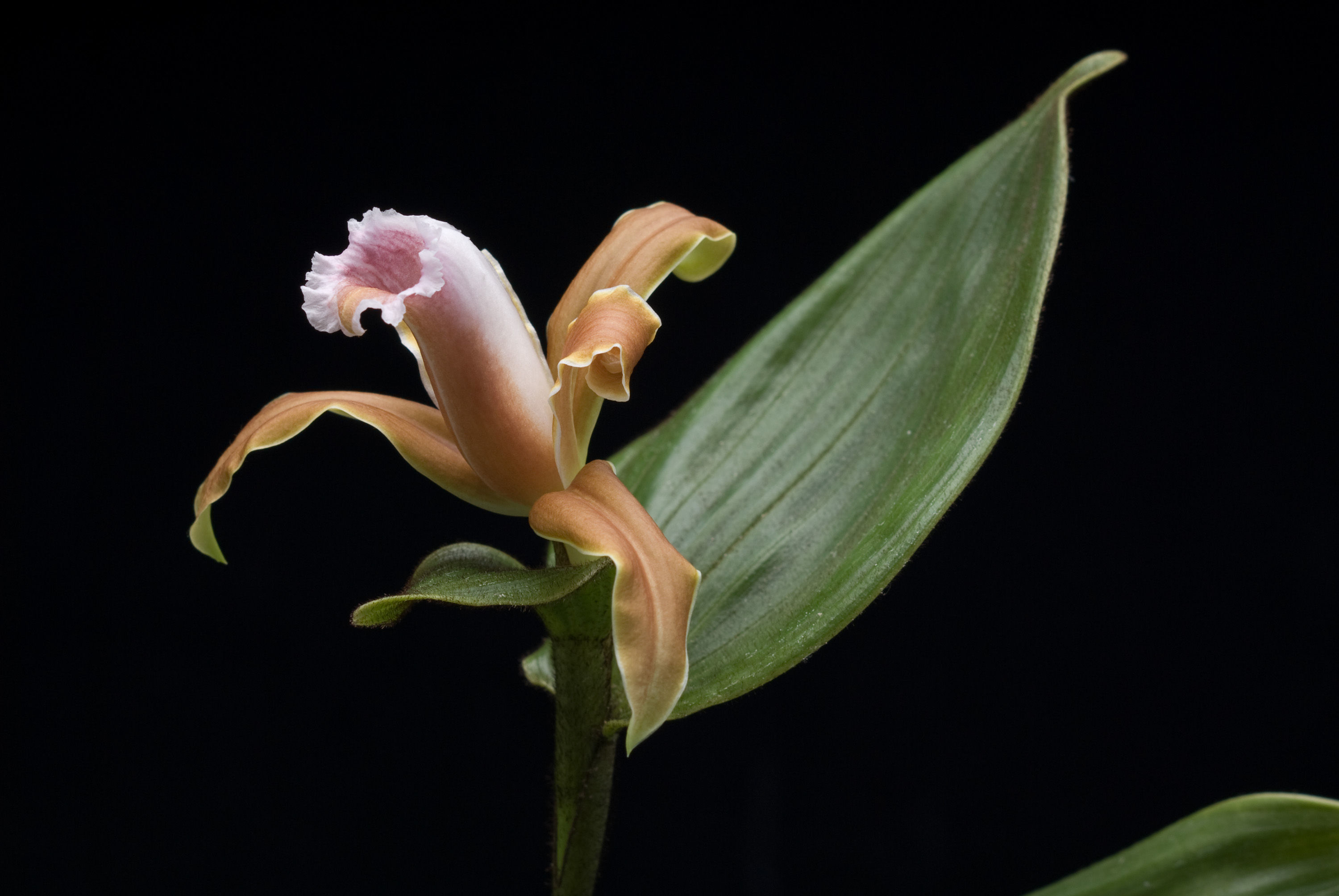 Image of Sobralia atropubescens Ames & C. Schweinf.