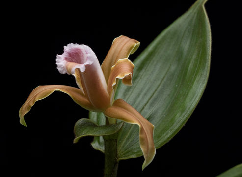 Sobralia atropubescens Ames & C. Schweinf.的圖片