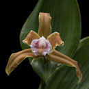 Image of Sobralia atropubescens Ames & C. Schweinf.