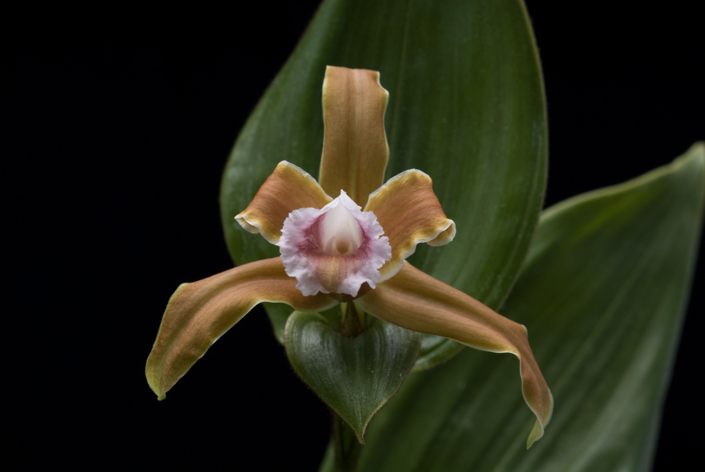 Sobralia atropubescens Ames & C. Schweinf.的圖片