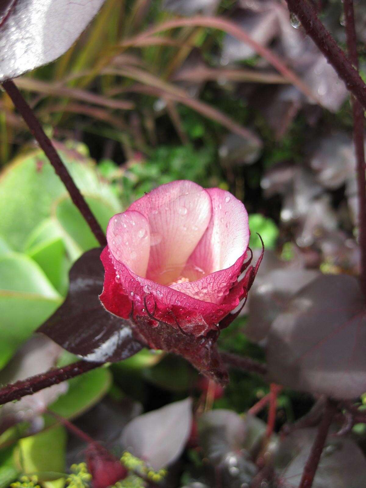 Imagem de Gossypium herbaceum L.