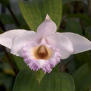 Imagem de Sobralia sessilis Lindl.